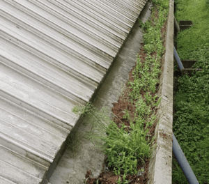 Happy customers in Newbury who trust The Roof Moss Cleaners for gutter cleaning services